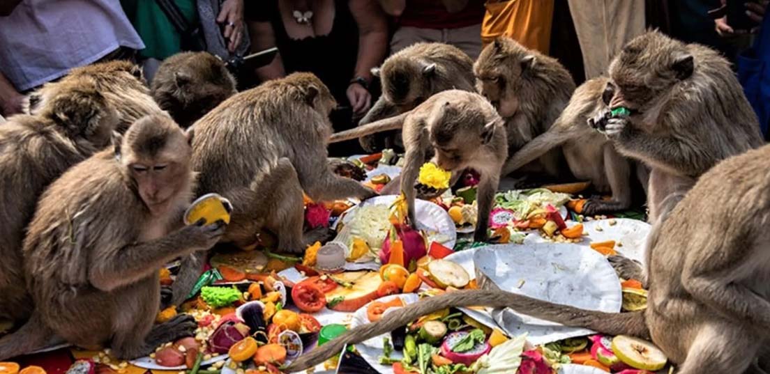 فستیوال میمون لوپبوری